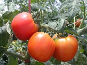 廣州水果蔬菜配送公司 企業單位團體餐管理與農副產品批發的專業解決方案